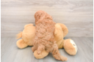 Mini Goldendoodle Pup Being Cute