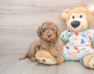 7 week old Mini Goldendoodle Puppy For Sale - Puppy Love PR