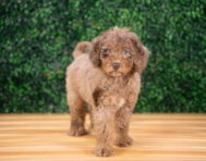 9 week old Mini Goldendoodle Puppy For Sale - Puppy Love PR