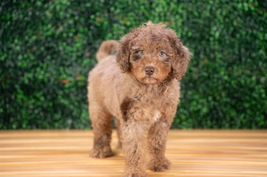 Best Mini Goldendoodle Baby