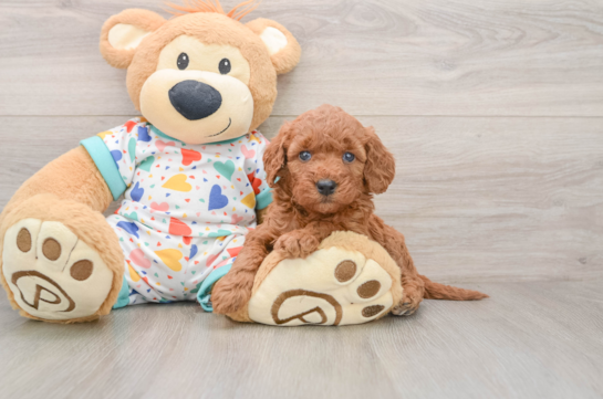 Best Mini Goldendoodle Baby