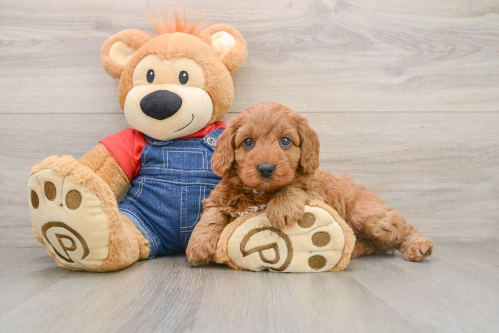 Mini Goldendoodle Pup Being Cute