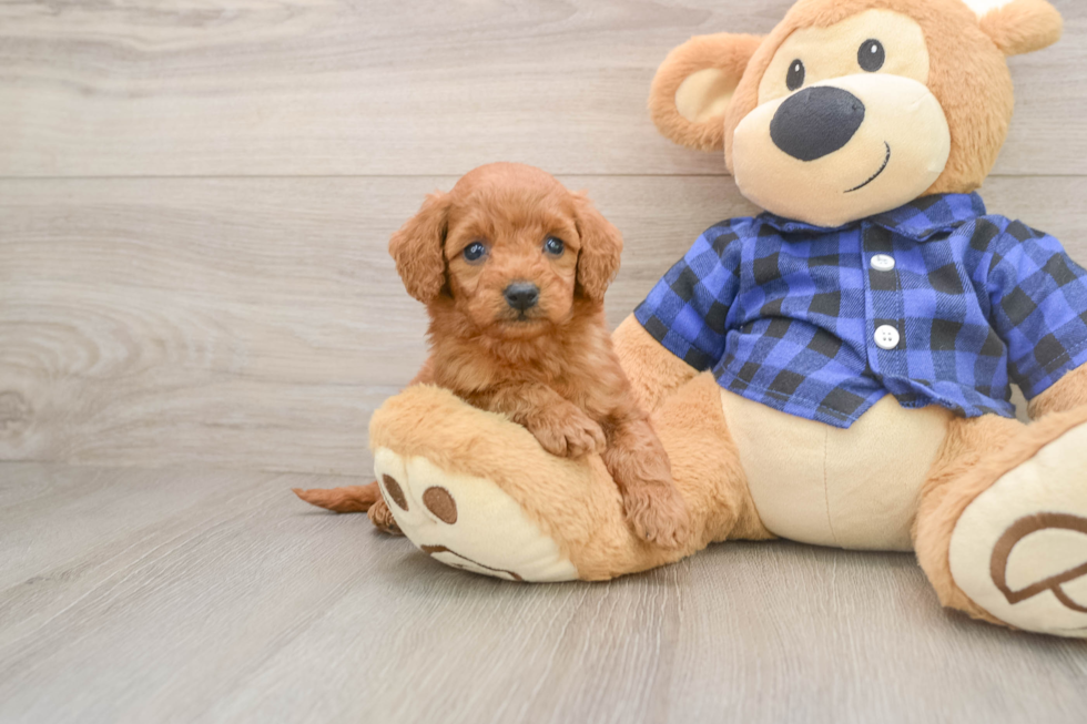 Energetic Golden Doodle Poodle Mix Puppy