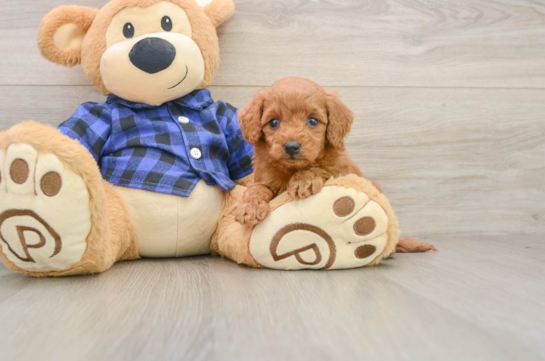 Best Mini Goldendoodle Baby
