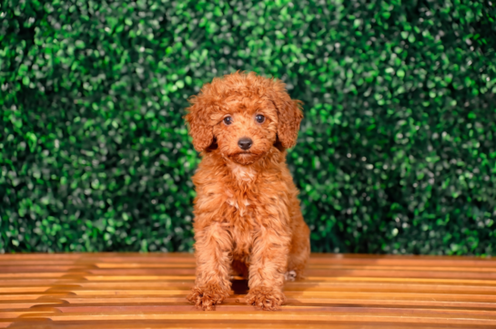 Cute Mini Goldendoodle Baby