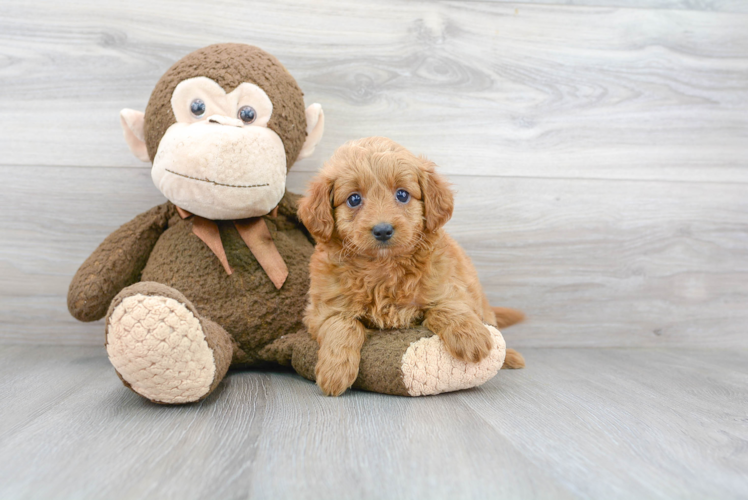 Meet Paprika - our Mini Goldendoodle Puppy Photo 1/3 - Puppy Love PR Mini Goldendoodle Puppy for Adoption