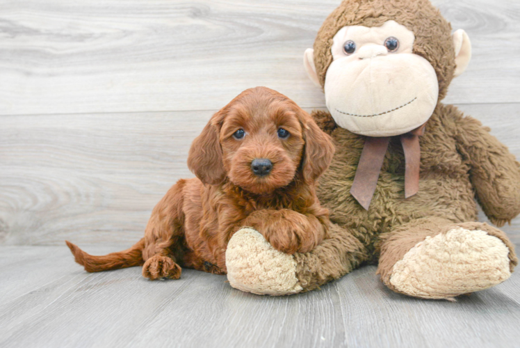 Meet Paprika - our Mini Goldendoodle Puppy Photo 1/3 - Puppy Love PR Mini Goldendoodle Puppy for Adoption