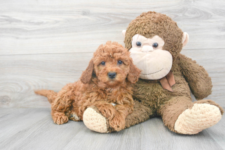 Energetic Golden Retriever Poodle Mix Puppy