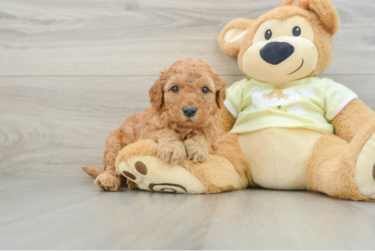 Mini Goldendoodle Pup Being Cute
