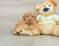 8 week old Mini Goldendoodle Puppy For Sale - Puppy Love PR