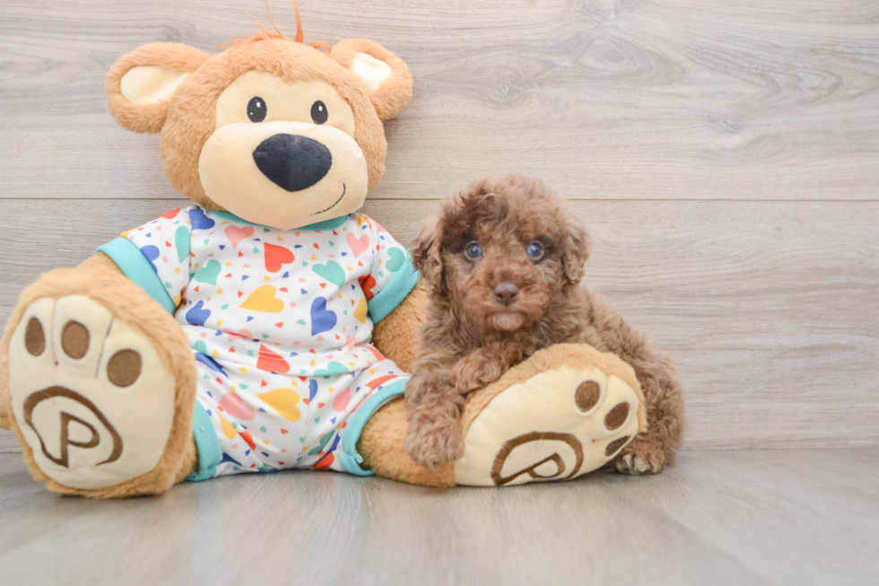 Hypoallergenic Mini Goldiepoo Poodle Mix Puppy