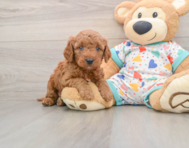 7 week old Mini Goldendoodle Puppy For Sale - Puppy Love PR