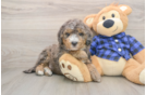 Mini Goldendoodle Pup Being Cute