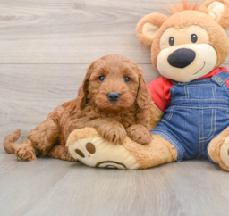 7 week old Mini Goldendoodle Puppy For Sale - Puppy Love PR