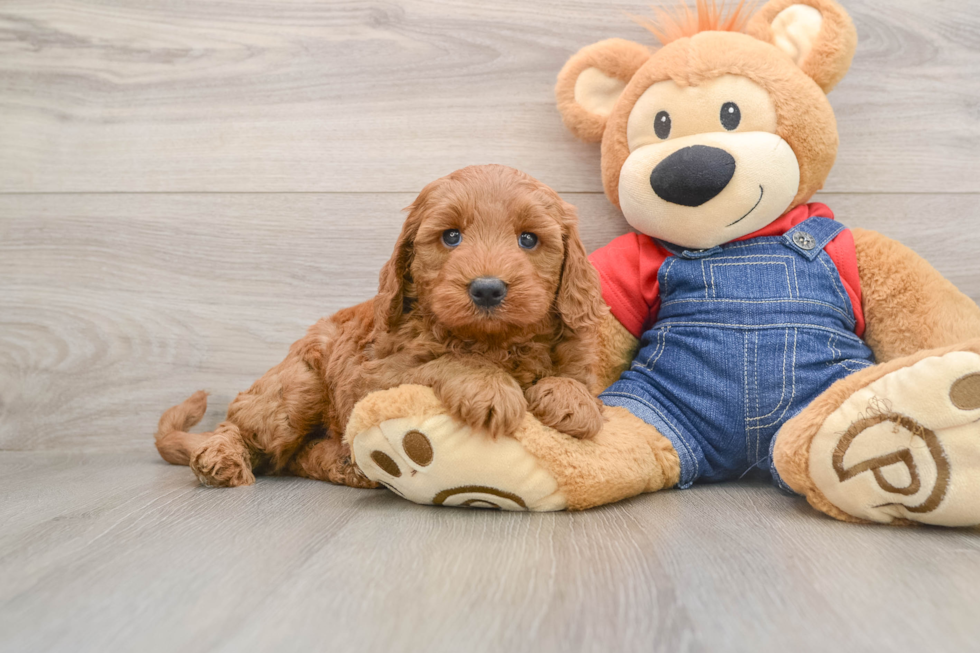 Adorable Golden Retriever Poodle Mix Poodle Mix Puppy