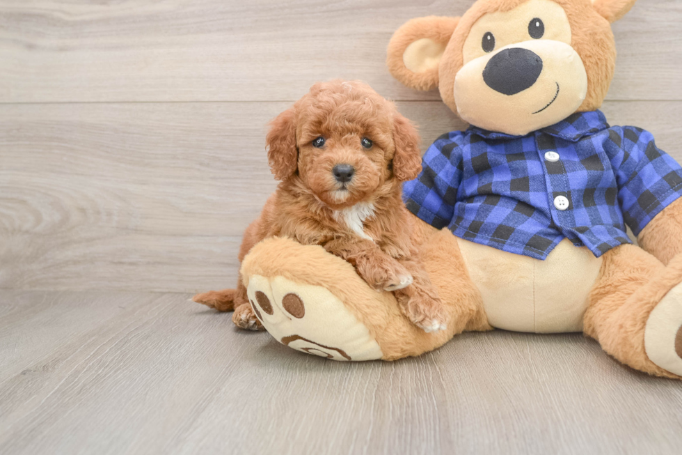Hypoallergenic Mini Goldiepoo Poodle Mix Puppy