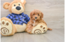 Mini Goldendoodle Puppy for Adoption
