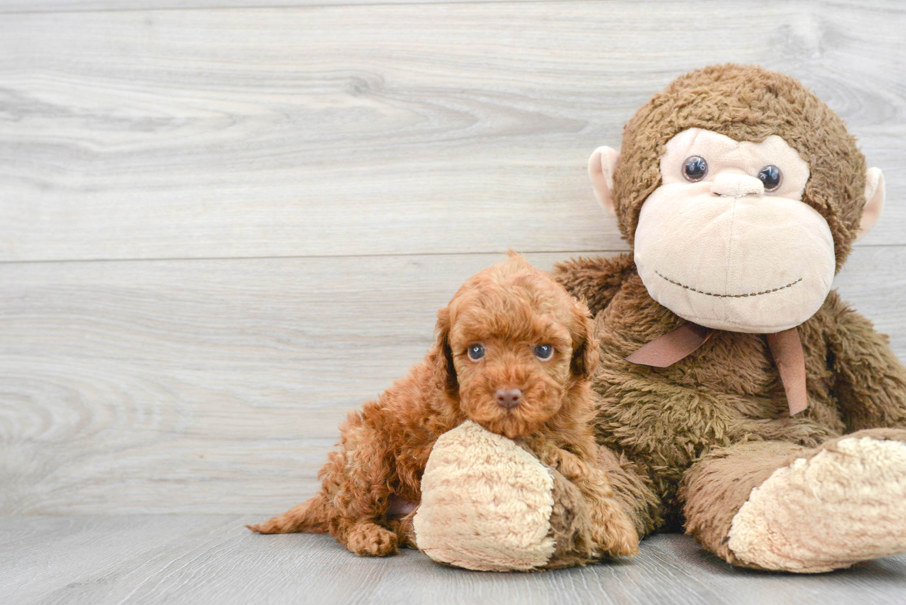 Mini Goldendoodle Pup Being Cute
