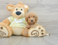 6 week old Mini Goldendoodle Puppy For Sale - Puppy Love PR