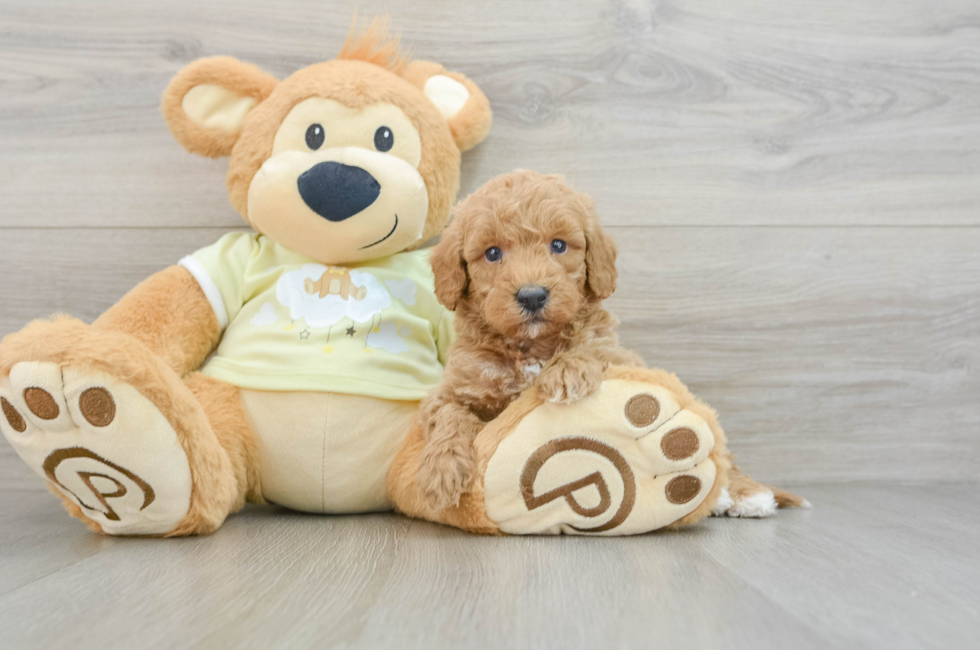 6 week old Mini Goldendoodle Puppy For Sale - Puppy Love PR