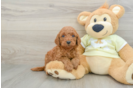 Happy Mini Goldendoodle Baby