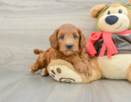 7 week old Mini Goldendoodle Puppy For Sale - Puppy Love PR