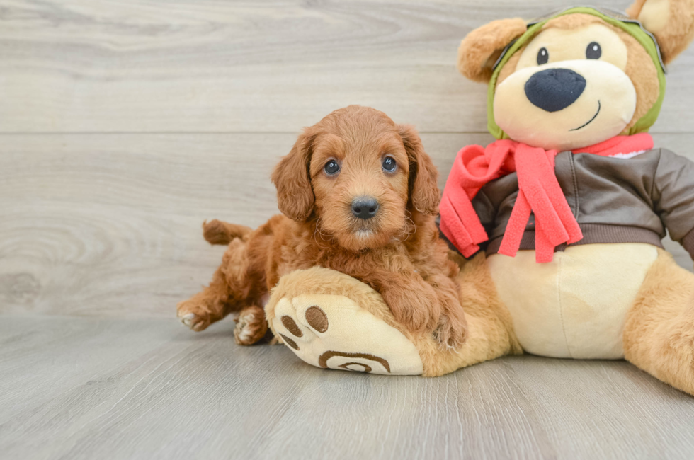 5 week old Mini Goldendoodle Puppy For Sale - Puppy Love PR