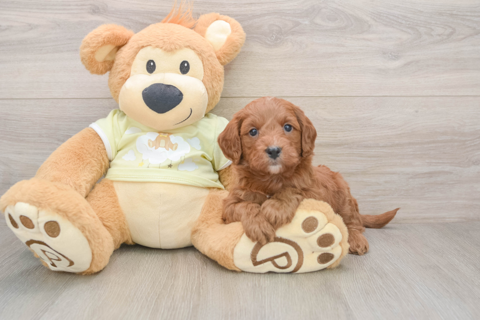 Mini Goldendoodle Pup Being Cute