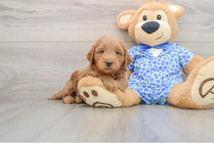 Best Mini Goldendoodle Baby