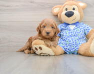 7 week old Mini Goldendoodle Puppy For Sale - Puppy Love PR