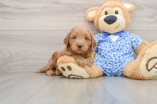 Best Mini Goldendoodle Baby
