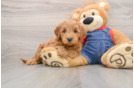 Happy Mini Goldendoodle Baby
