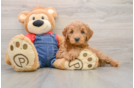 Fluffy Mini Goldendoodle Poodle Mix Pup