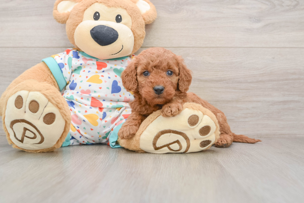 Smart Mini Goldendoodle Poodle Mix Pup