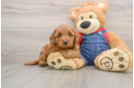 Hypoallergenic Mini Goldiepoo Poodle Mix Puppy