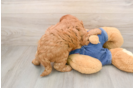 Mini Goldendoodle Puppy for Adoption