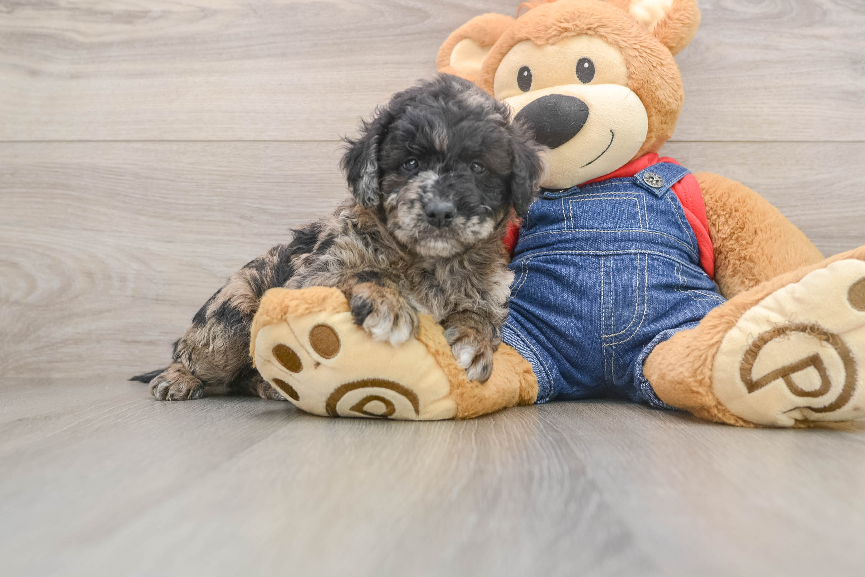 Mini Goldendoodle Pup Being Cute