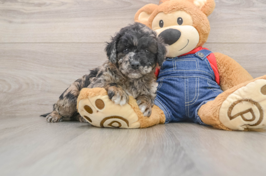 Mini Goldendoodle Pup Being Cute