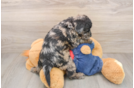 Mini Goldendoodle Pup Being Cute