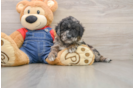 Mini Goldendoodle Puppy for Adoption