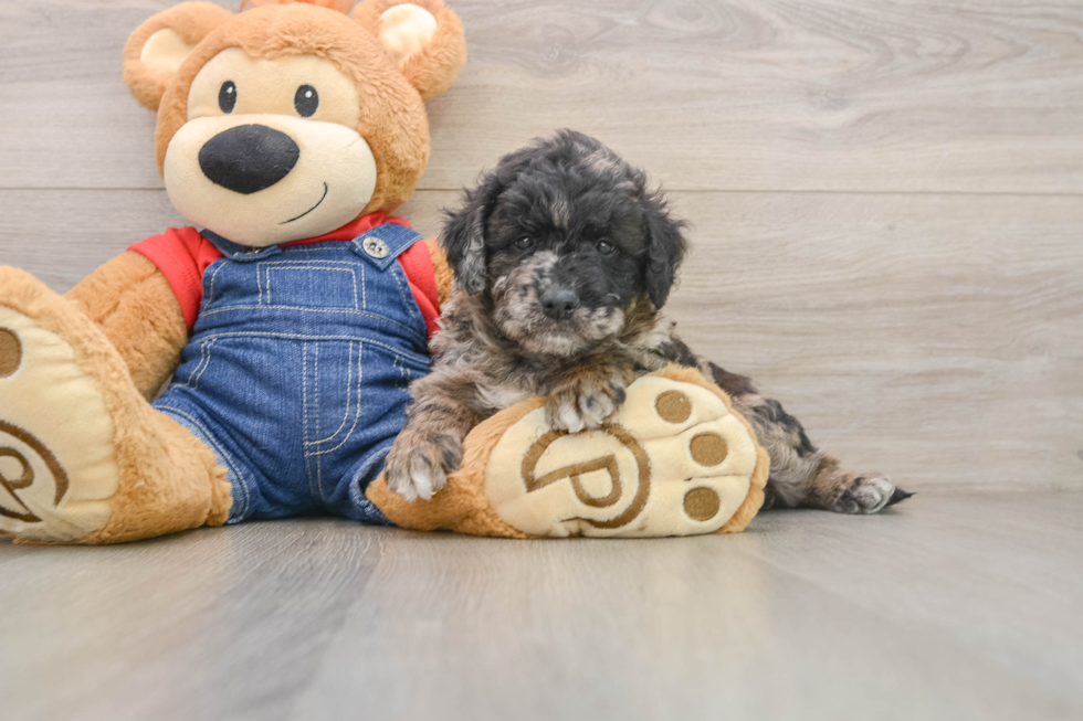 Mini Goldendoodle Puppy for Adoption