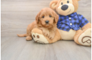 Sweet Mini Goldendoodle Baby