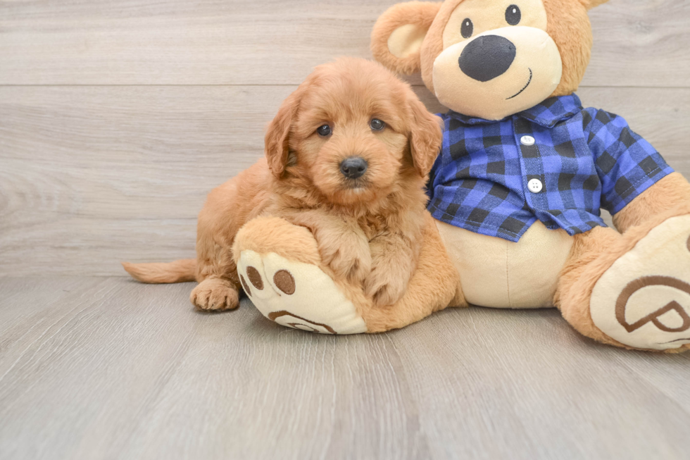 Sweet Mini Goldendoodle Baby