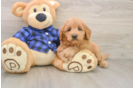 Mini Goldendoodle Puppy for Adoption