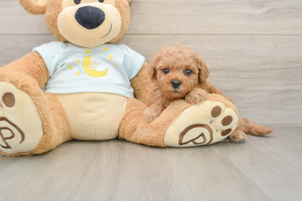 Mini Goldendoodle Puppy for Adoption
