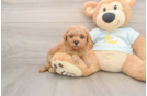 Mini Goldendoodle Puppy for Adoption