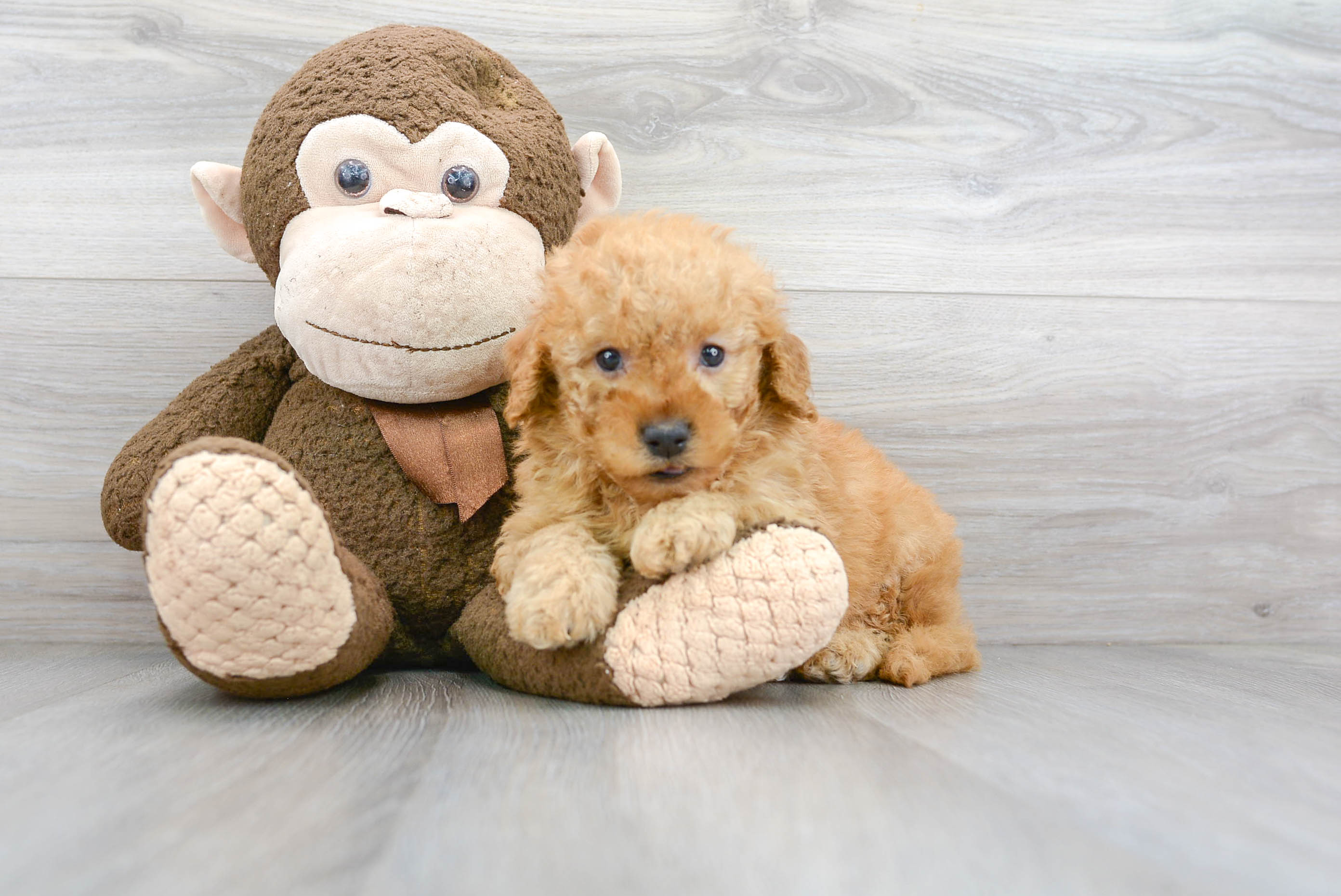 Cute Golden Retriever Poodle Mix Puppy
