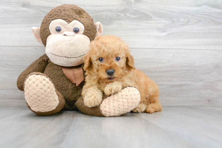 Cute Golden Retriever Poodle Mix Puppy