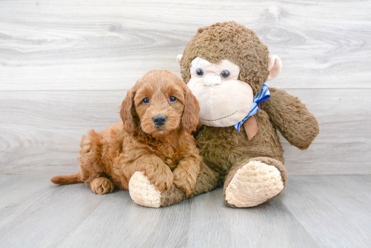 Cute Golden Retriever Poodle Mix Puppy