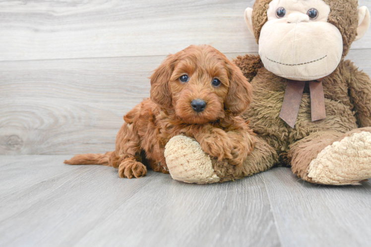Meet Perry - our Mini Goldendoodle Puppy Photo 1/3 - Puppy Love PR Best Mini Goldendoodle Baby